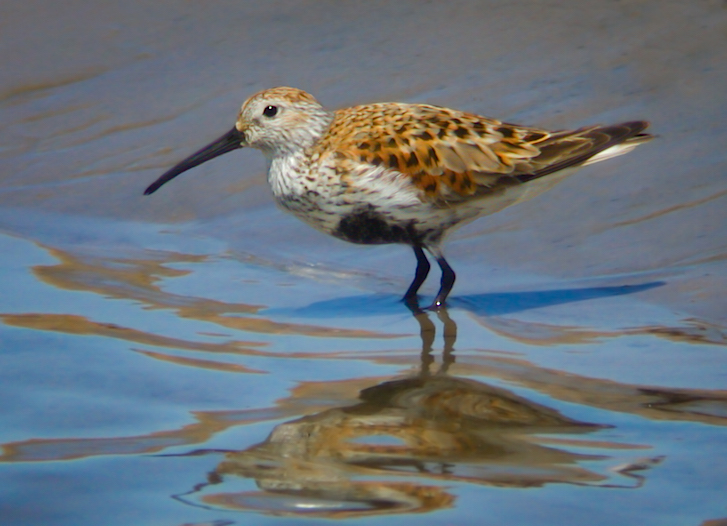 Dunlin