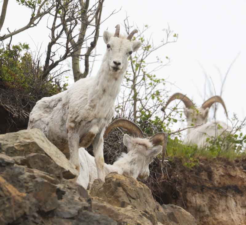 Dall's Sheep