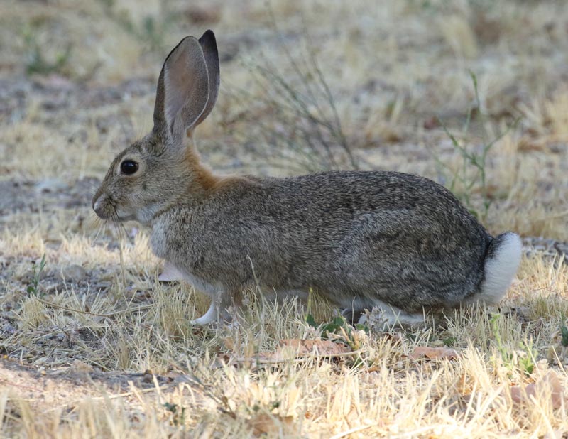 Desert Cottontail