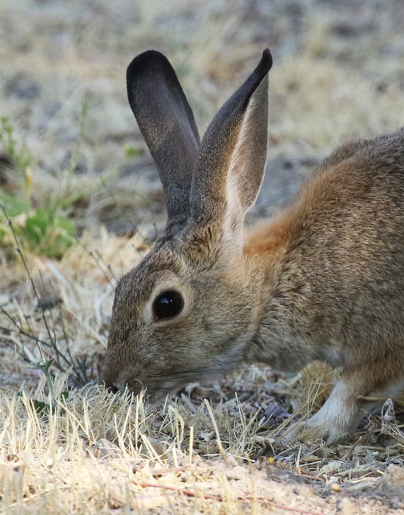 Desert Cottontail