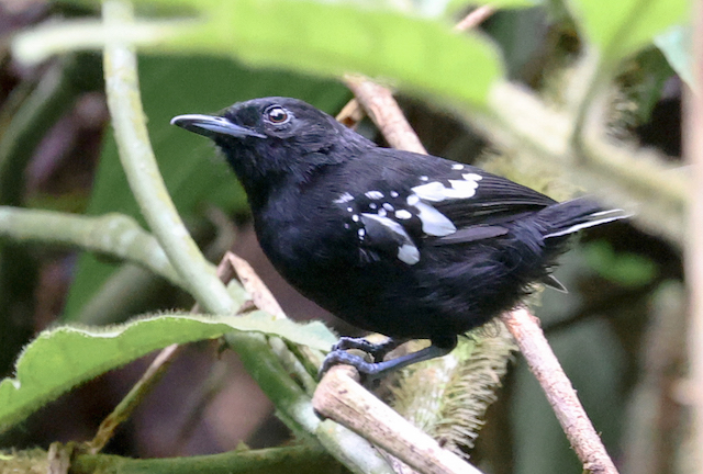 Dot-winged Antwren
