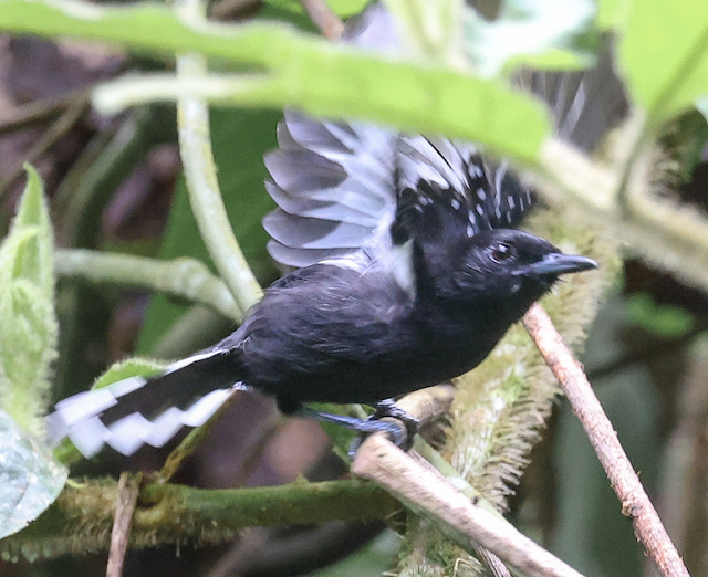 Dot-winged Antwren