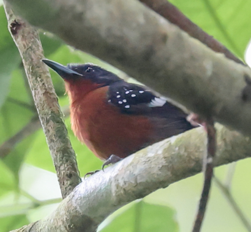 Dot-winged Antwren
