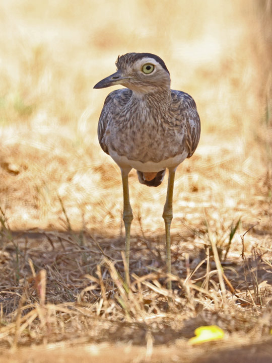 Double-striped Thick-knee