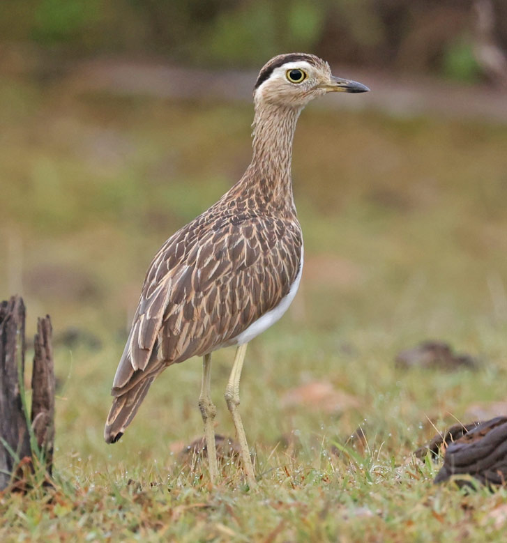 Double-striped Thick-knee