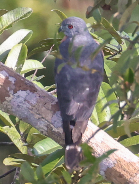 Double-toothed Kite