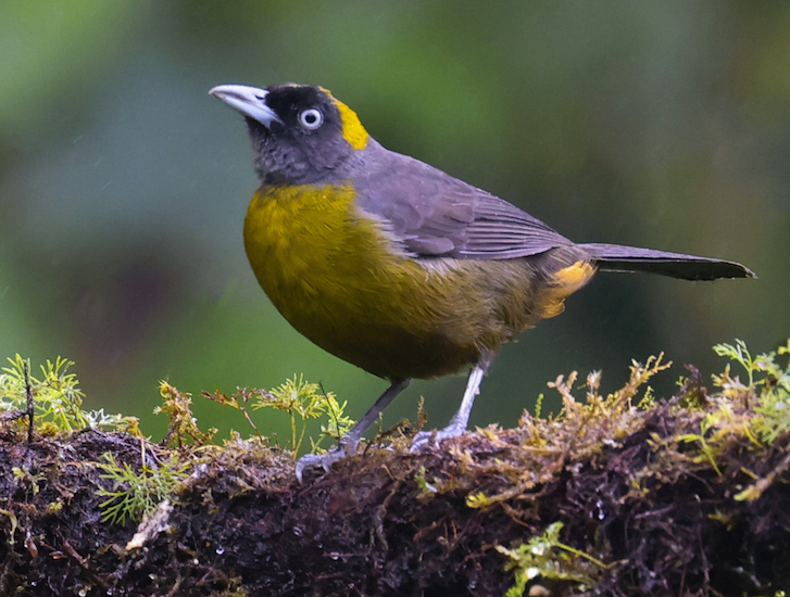 Dusky-faced Tanager