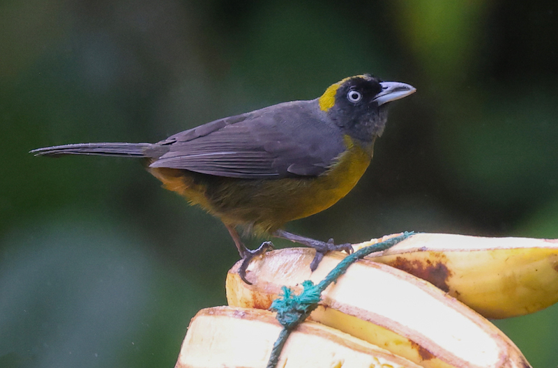 Dusky-faced Tanager