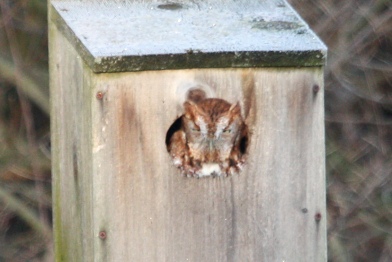 Eastern Screech-Owl photo #2