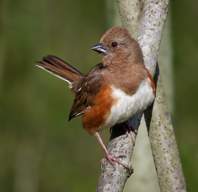 Eastern Towhee (female)
