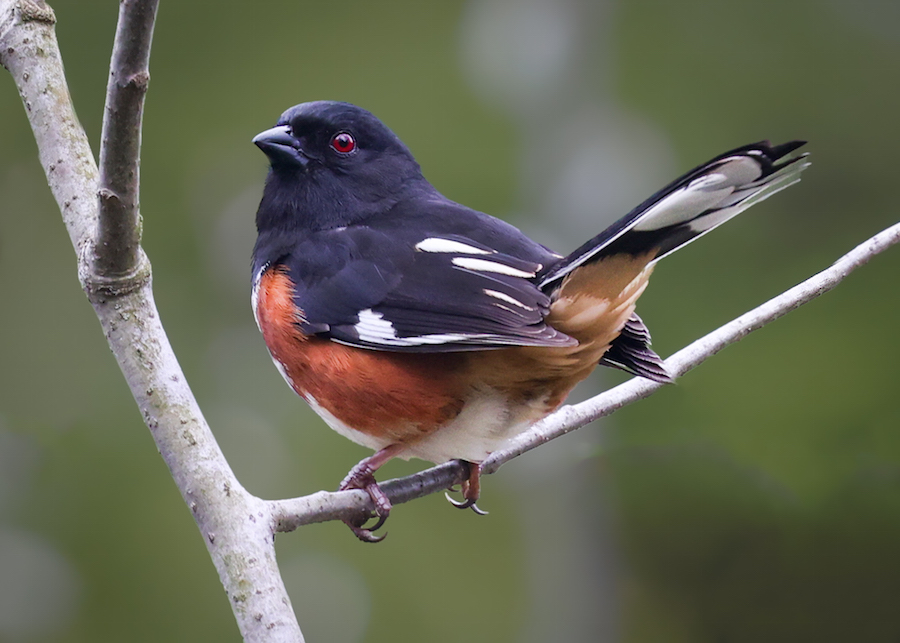 Eastern Towhee (male)