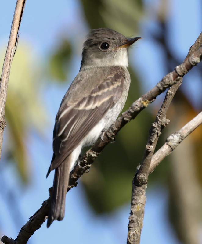 Eastern Wood-pewee (juvenile)