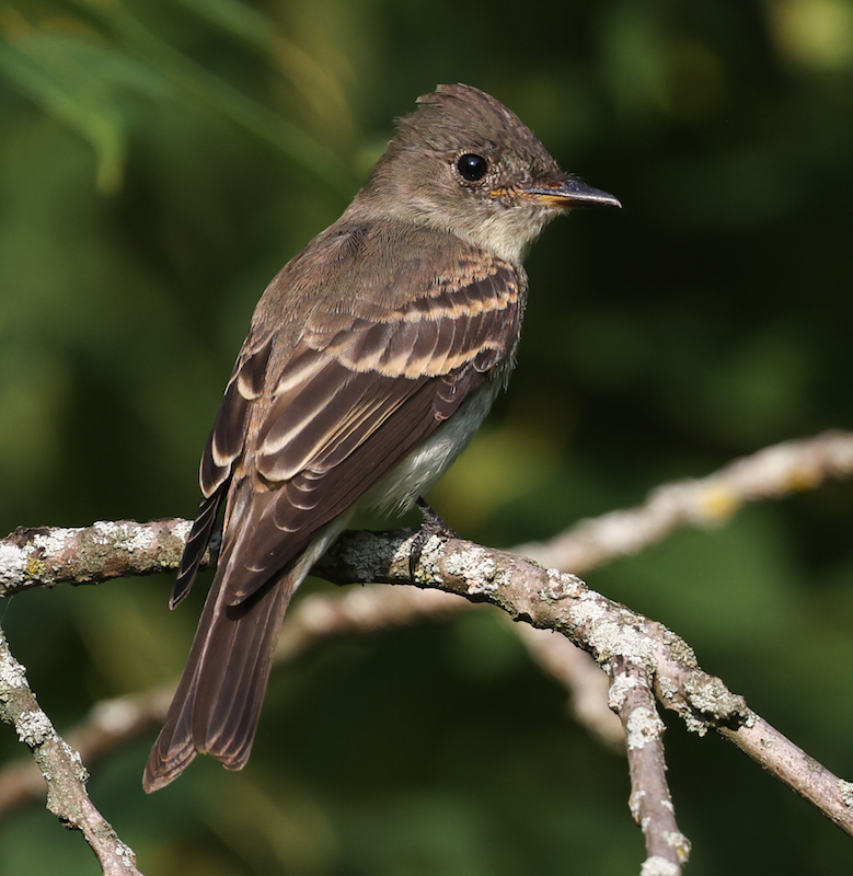 Eastern Wood-pewee (juvenile)