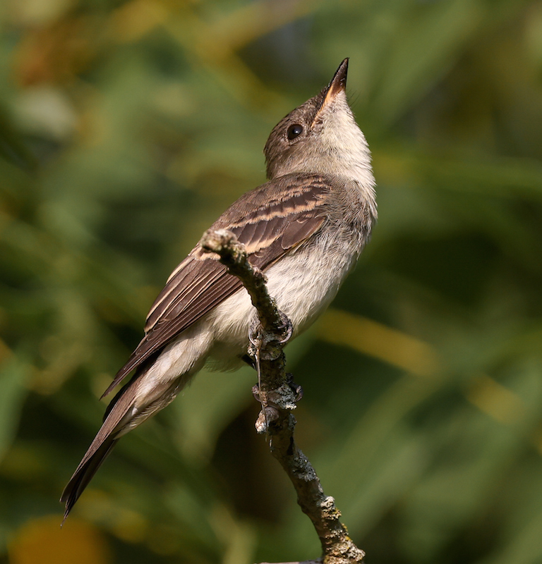 Eastern Wood-pewee (juvenile)