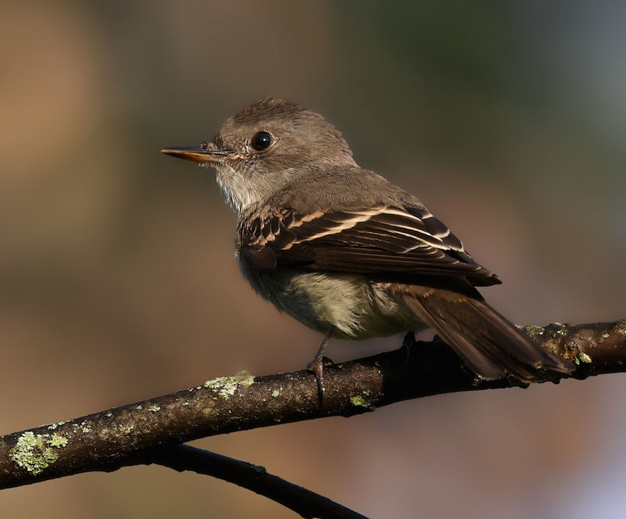 Eastern Wood-pewee (juvenile)