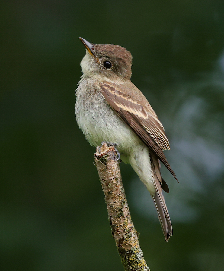 Eastern Wood-pewee (juvenile)