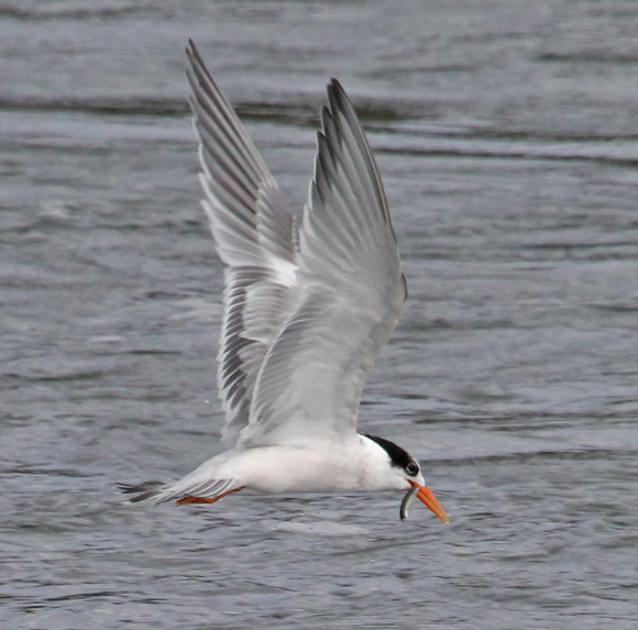 Elegant Tern (nonbreeding in flight)