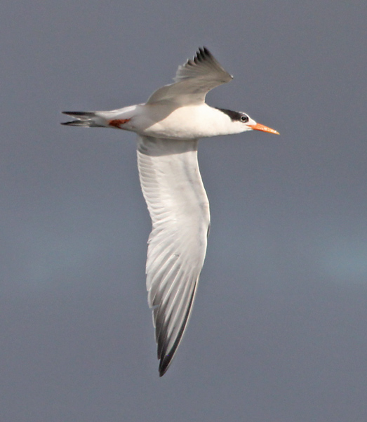 Elegant Tern (nonbreeding in flight)