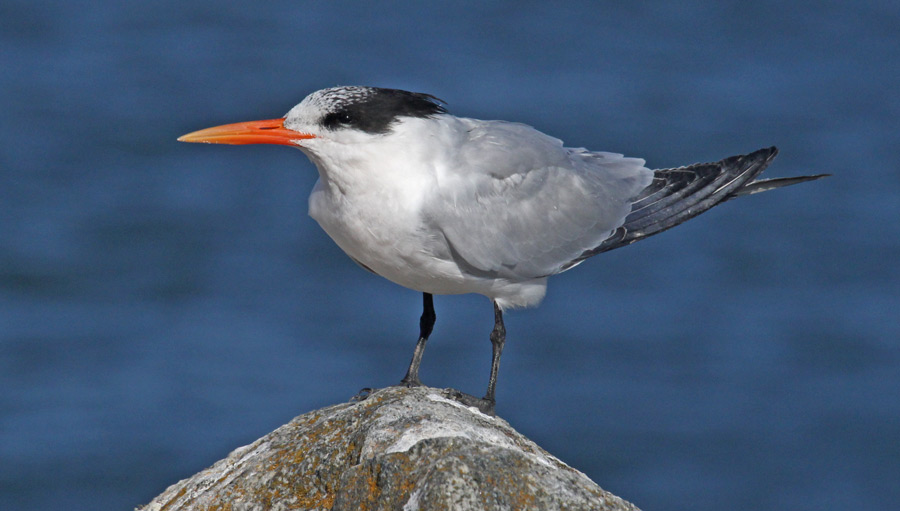 Elegant Tern (nonbreeding adult)