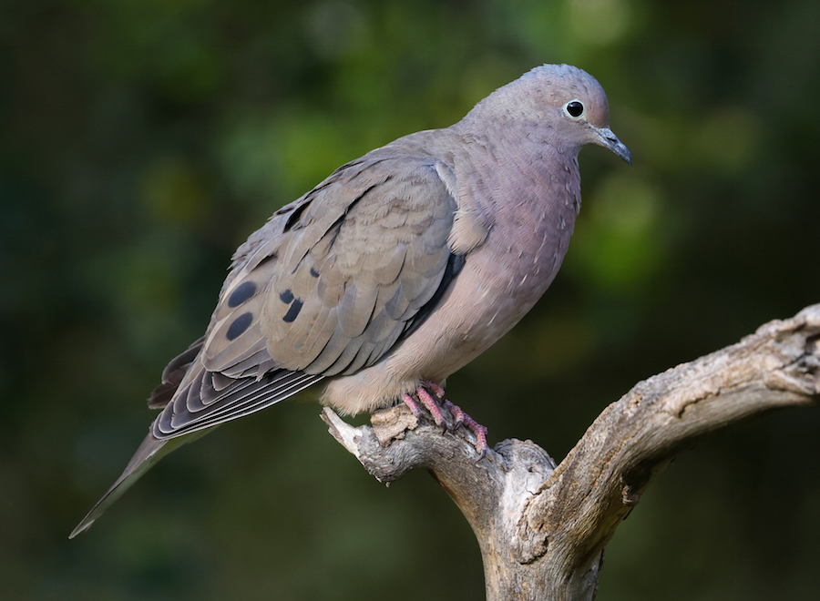 Eared Dove