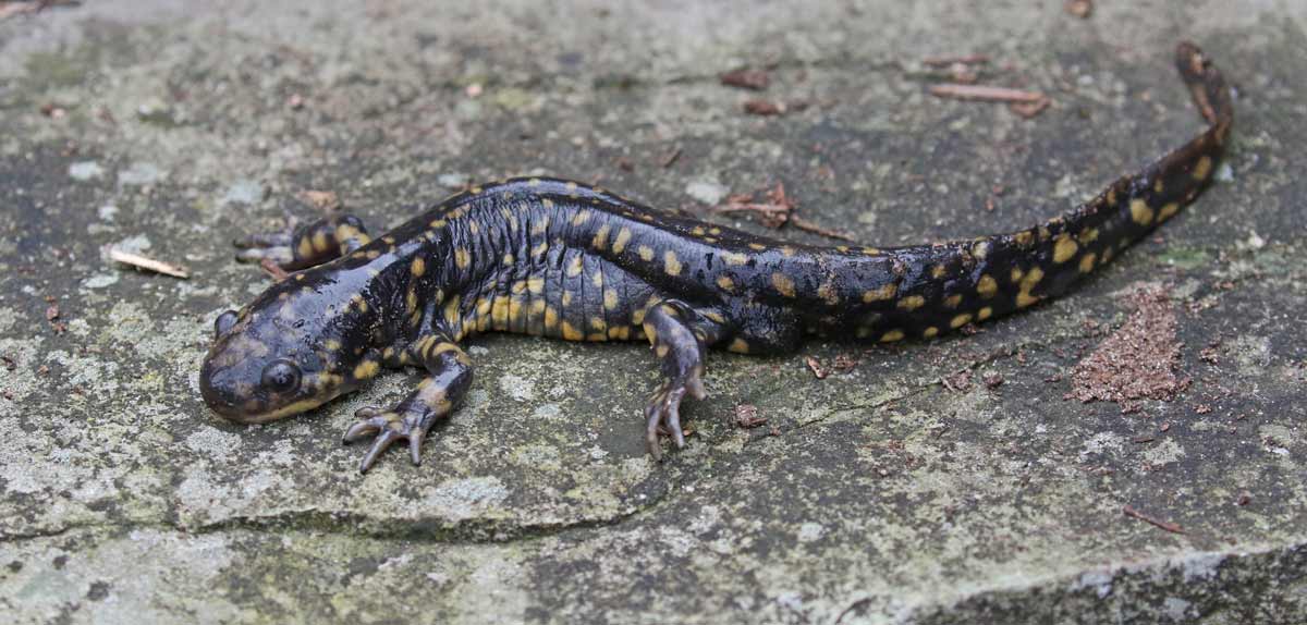 Eastern Tiger Salamander - Lake Templene, St. Joe County ...
