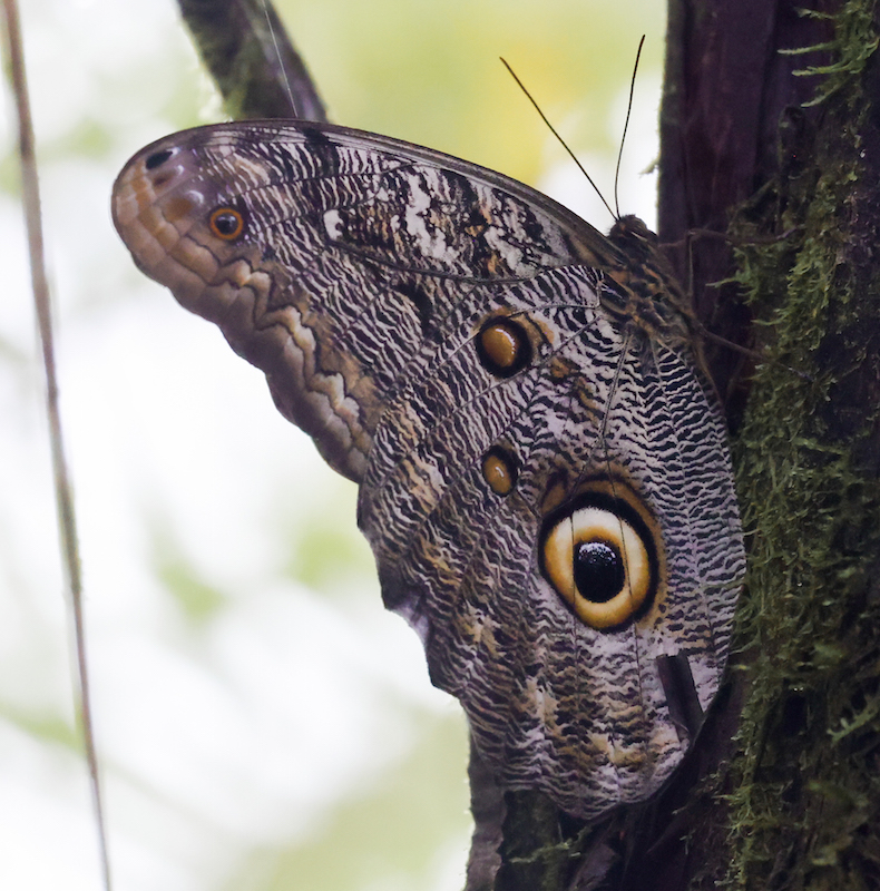 Owl Butterfly