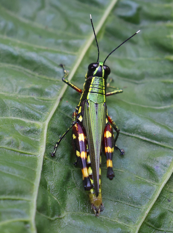 Grasshopper