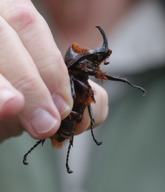 We saw a wide variety of interesting beetles