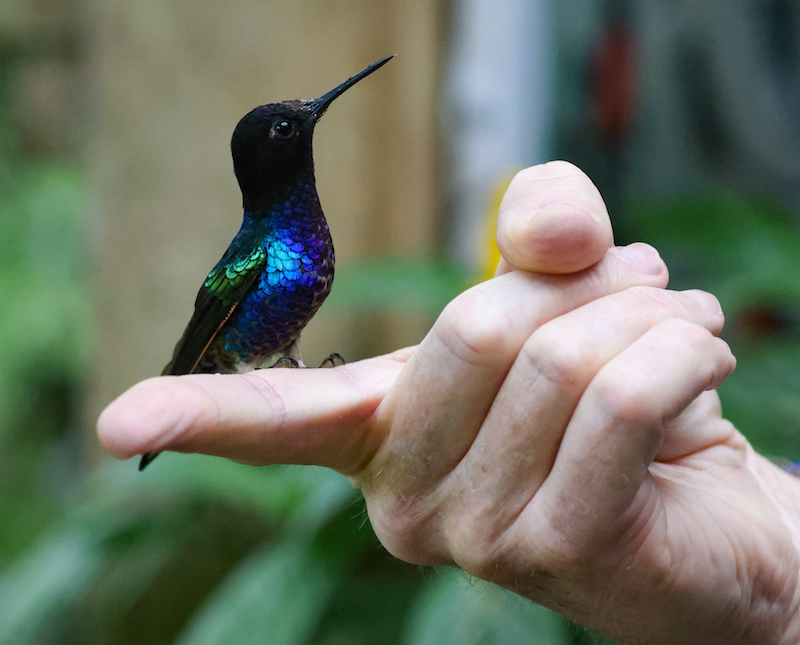 A velvet-purple Coronet checking out Bill