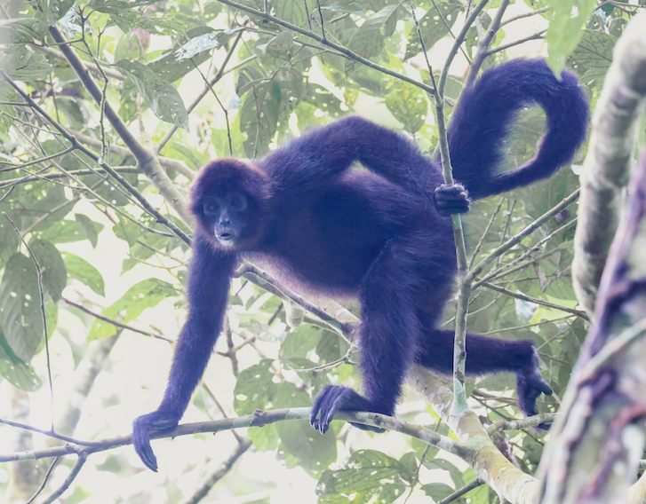 Spider Monkey