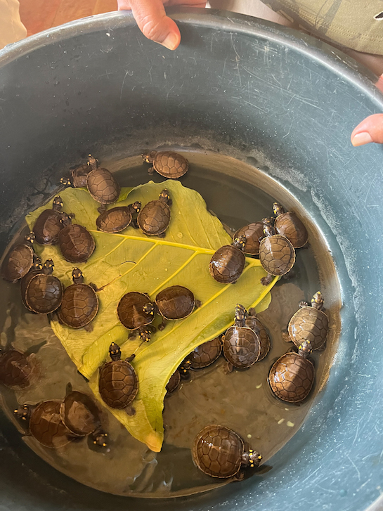 Baby turtles