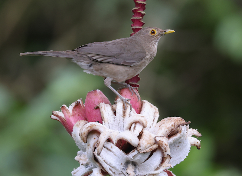 Ecuadorian Thrush 