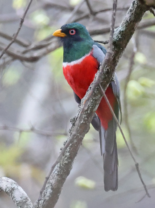 Ecuadorian Trogon