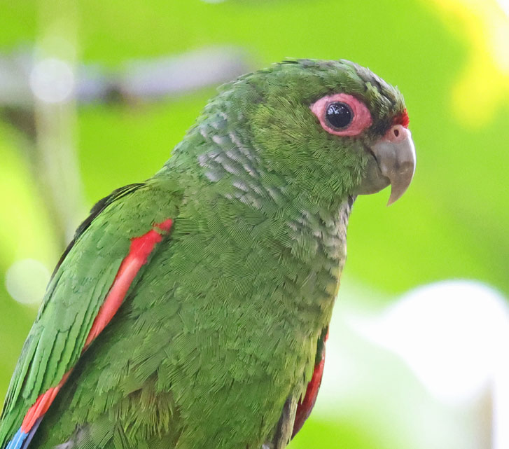 El Oro Parakeet