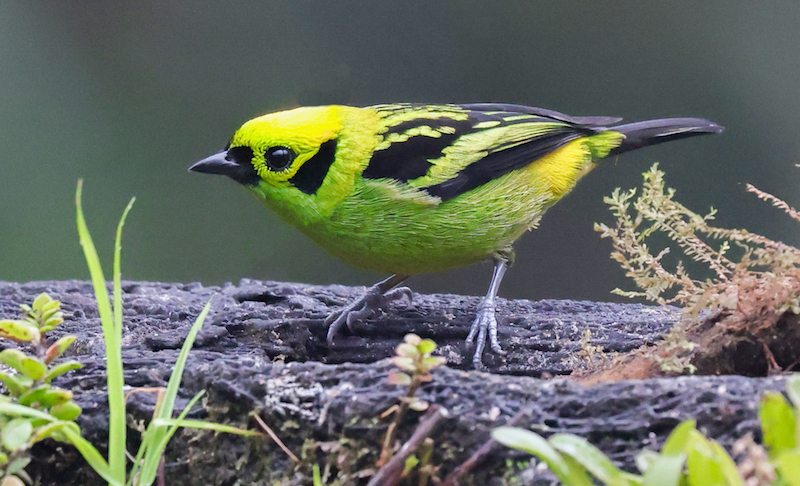 Emerald Tanager