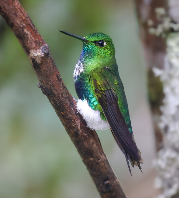 Emerald-bellied Puffleg