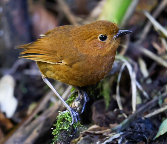 Equitorial Antpitta