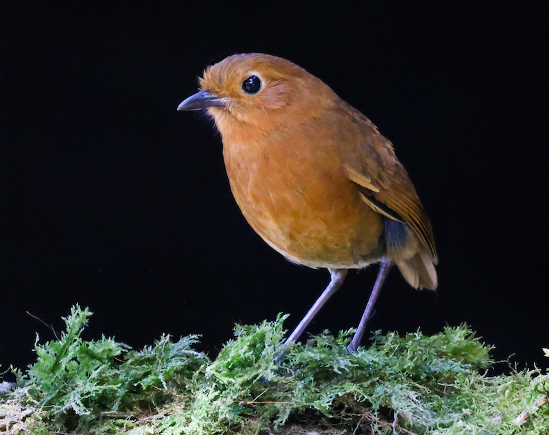 Equitorial Antpitta
