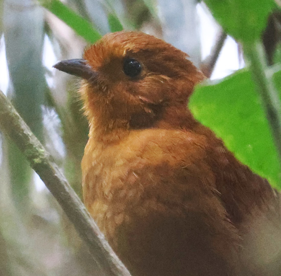 Equitorial Antpitta