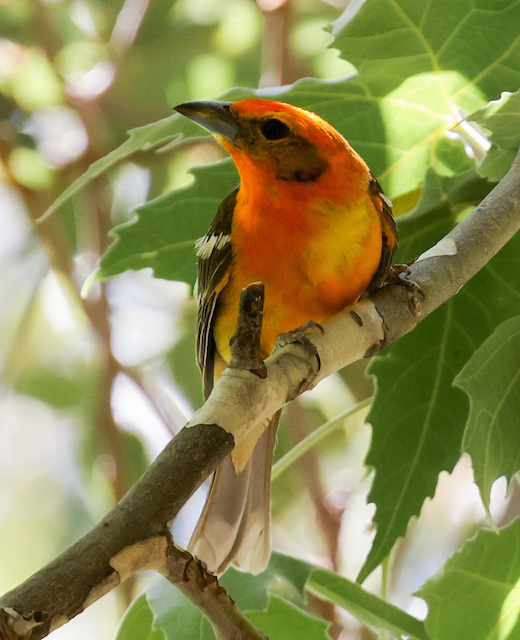 Flame-colored Tanager (adult male)