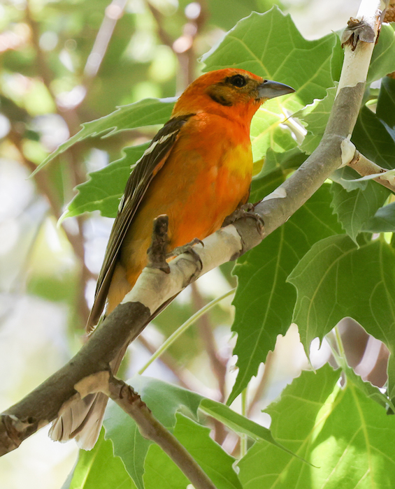 Flame-colored Tanager (adult male)
