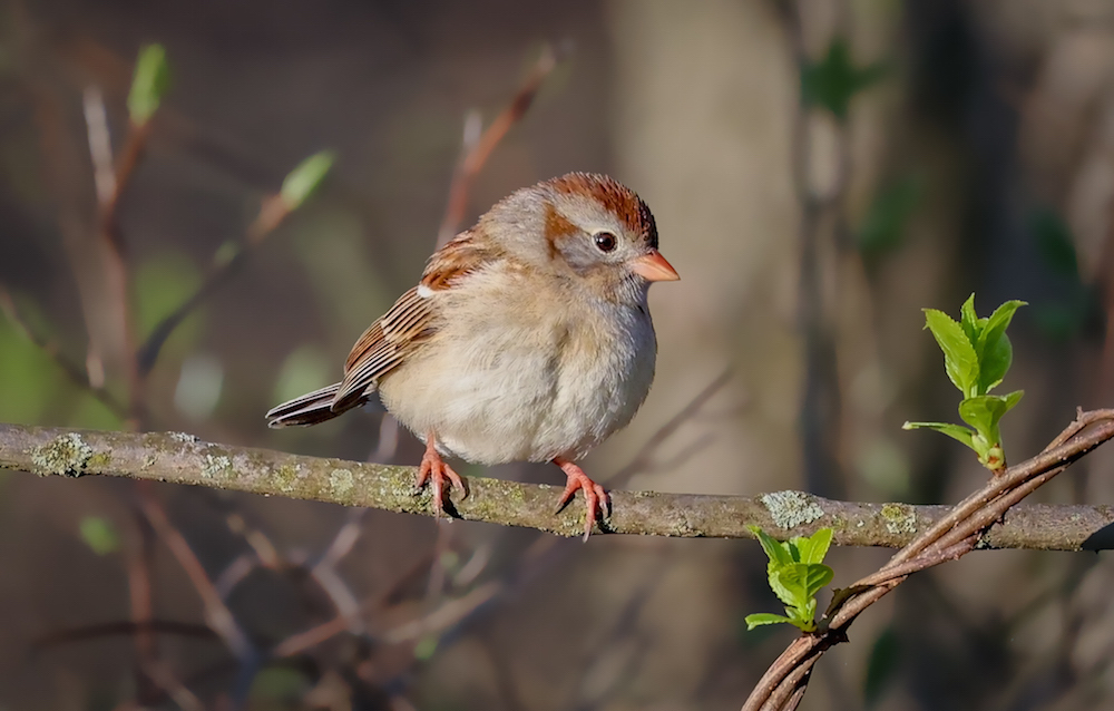 Field Sparrow