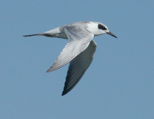 Forster's Tern Photo 1