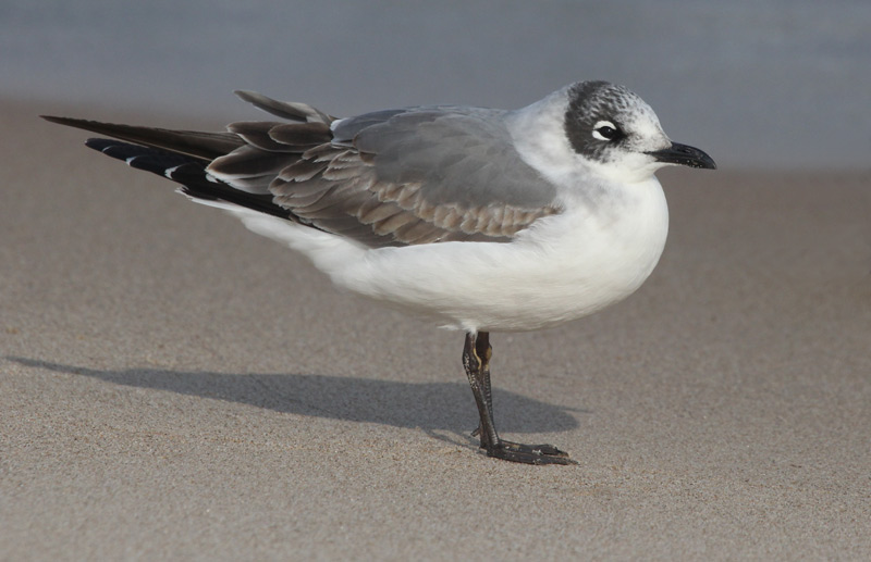 Franklin's Gull (1st cycle)