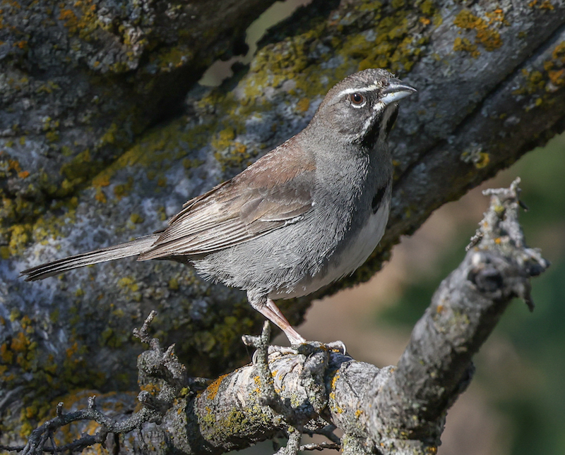 Five-striped Sparrow