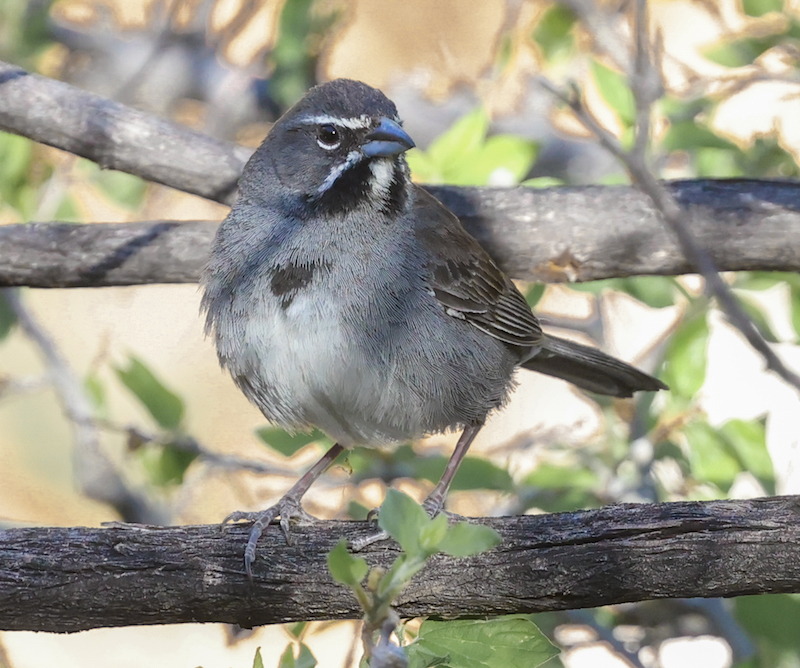 Five-striped Sparrow