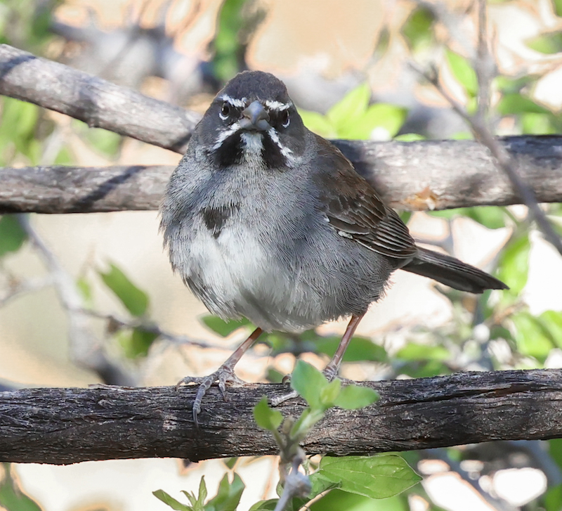Five-striped Sparrow