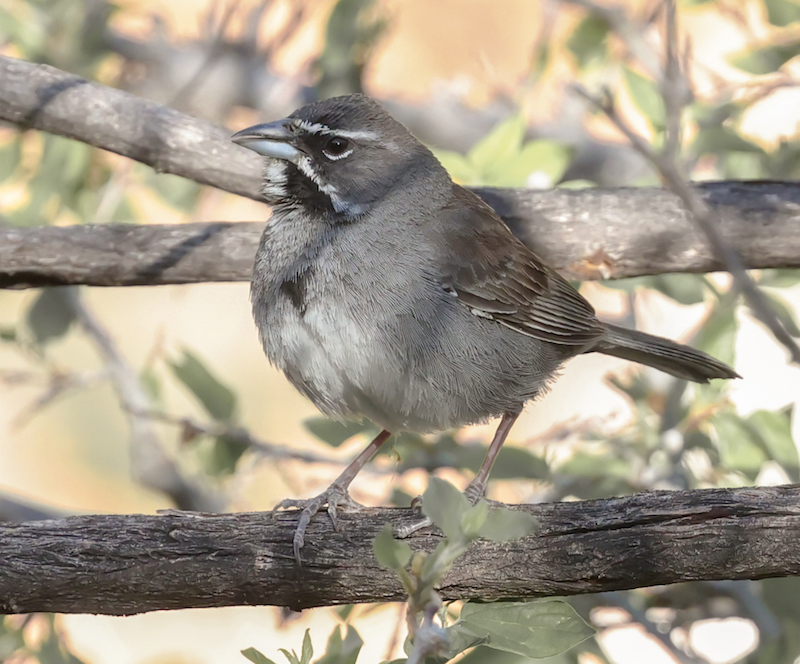 Five-striped Sparrow