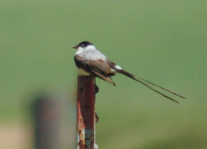 Fork-tailed Flycatcher