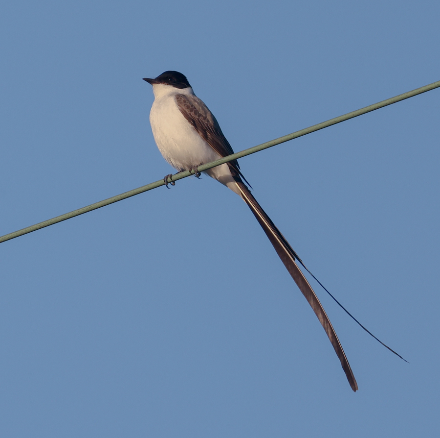 Fork-tailed Flycatcher